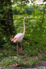 Flamingo (19 von 21).jpg